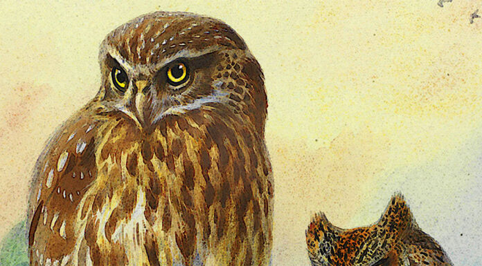 “Quell’imbecille di Nando” di Ferdinando Paolieri
