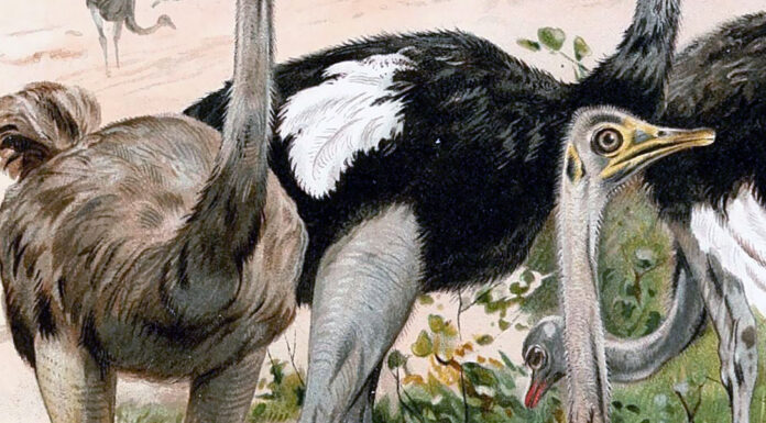 “Affare di struzzi” di Herbert George Wells The royal natural history (Plate 6)