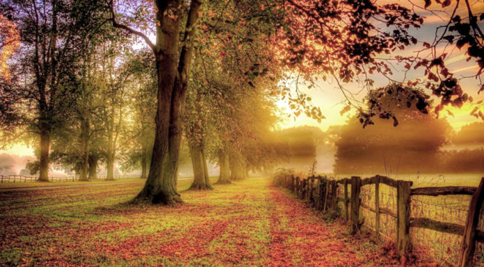 Un giorno in autunno, di S. M. Colonnese Autunno