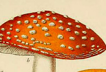 “Funghi rossi” di H. G. Wells I funghi mangerecci e velenosi