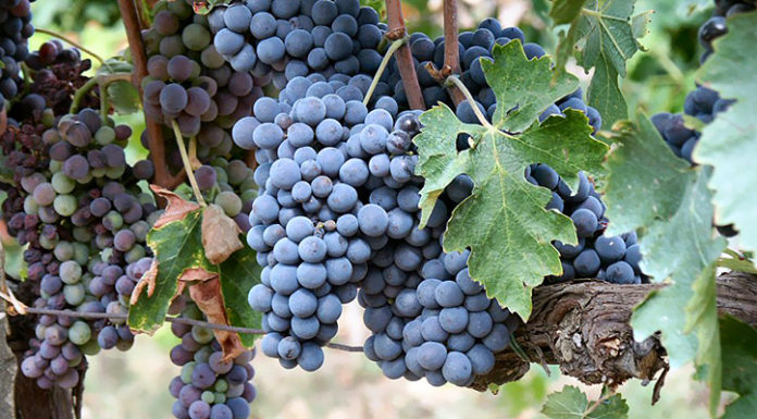 “La rappresentazione della Vendemmia”, di Michele Filippo Fontefrancesco Rappresentazione della Vendemmia