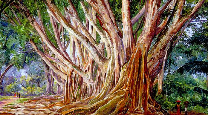 “Alberi cittadini” di Luigi Pirandello Avenue of Indian Rubber Trees at Peradeniya, Ceylon olio su tela di Marianne North (1830-1890)