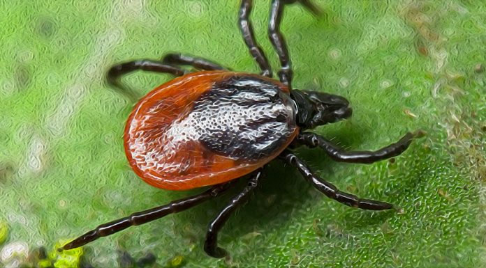«Nuovi Ixodes della Birmania» di Felice Supino Ixodes