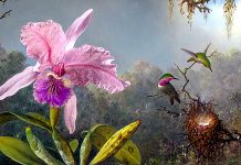 “Un’orchidea straordinaria” di H. G. Wells Cattleya Orchid And Three Hummingbirds di Martin Johnson Heade