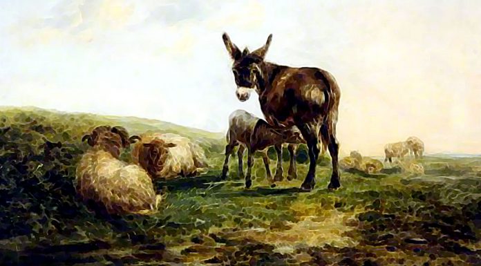 «Operi» di Domenico Tempio. Tomo I Donkey and Sheep. William Shayer