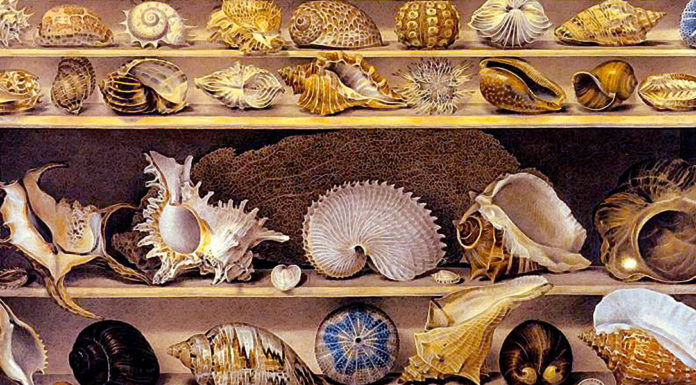 Nuovo ePub. “I molluschi e i zoofiti” di Louis Guillaume Figuier Choix de coquillages. Alexandre-Isidore Leroy De Barde