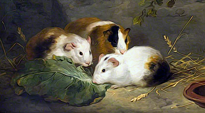 “Il letargo” di Osvaldo Polimanti Guinea Pigs. George Morland