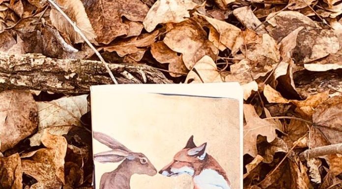 Tu l’hai detto di Connie Palmen