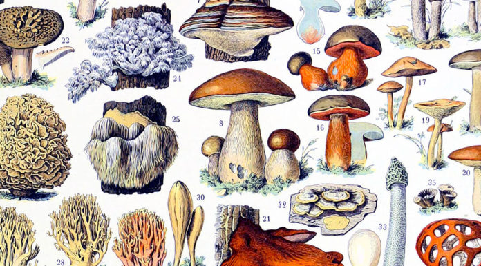 Nuovo ePub. “I funghi mangerecci e velenosi dell’Europa media con speciale riguardo a quelli che crescono nel Trentino” di Giacomo Bresadola “Champignons” di Adolphe Millot. Illustrazione tratta dal “Nouveau Larousse illustré”