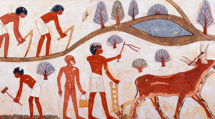 “Storia della civiltà” di Morris De Camp Crawford Agricultural Scenes, Tomb of Nakht