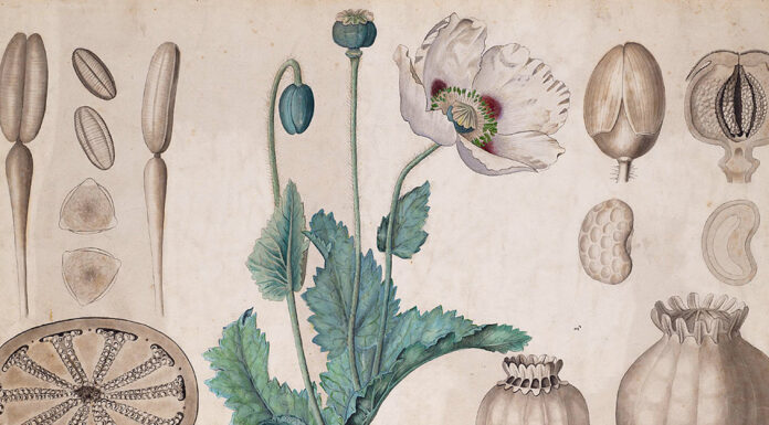 “Piante medicinali coltivate” di Fabrizio Cortesi Opium poppy (Papaver somniferum) botanical drawing. University of Amsterdam (UVA 076 673), 20th century / Public domain