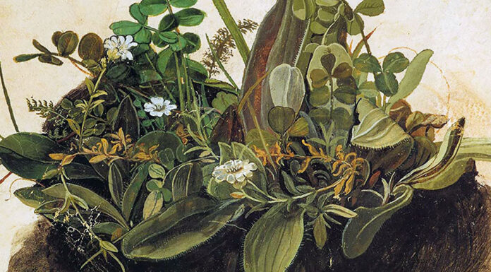 “La crisi delle piante medicinali in conseguenza della guerra e le nostre colonie africane” di Fabrizio Cortesi “La crisi delle piante medicinali in conseguenza della guerra e le nostre colonie africane” di Fabrizio Cortesi