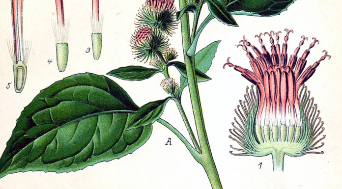 “Contribuzioni alla storia della botanica” di Otto Albert Julius Penzig Arctium minus