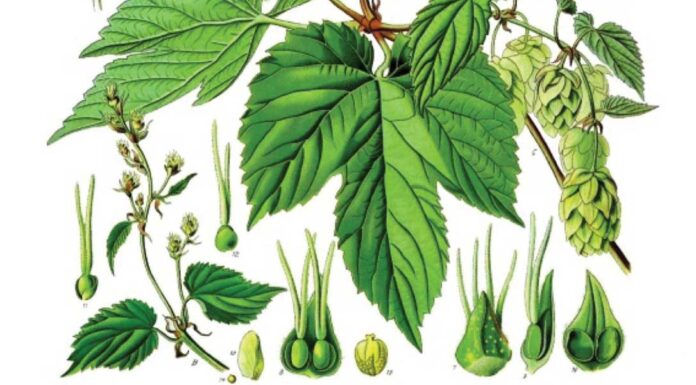 “Brieve racconto…” di Giacomo Castelvetro tradotto in tedesco "Brieve racconto..." di Giacomo Castelvetro tradotto in tedesco