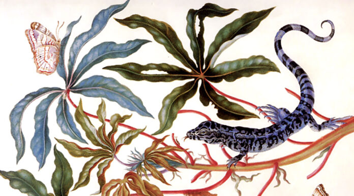 “L’evoluzione in due poesie di W. Goethe” di Carlo Del Lungo Unknown title, Maria Sibylla Merian