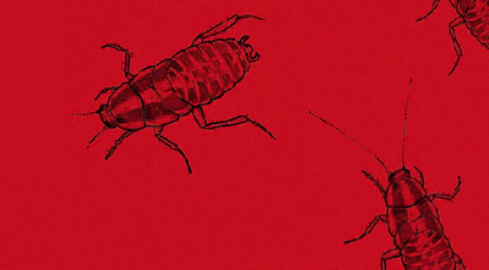 “Parassiti” di Primo Di Nicola, Antonio Pitoni e Ilaria Proietti "Parassiti" di Primo Di Nicola, Antonio Pitoni e Ilaria Proietti