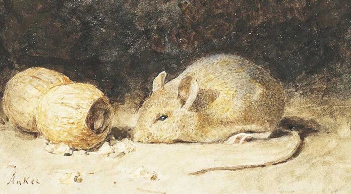 “Il topo e la montagna” di Antonio Gramsci A mouse with a peanut Albrecht Anker