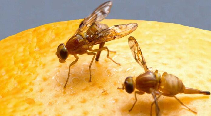 “Fra due mosche” di Edmondo De Amicis Mosca della frutta messicana femmina