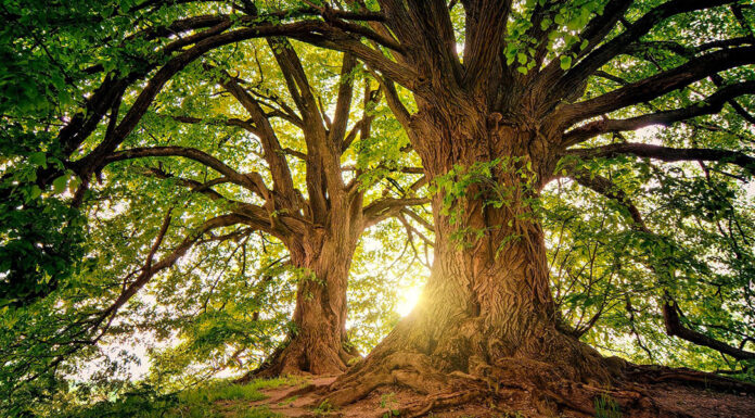 Liber Liber “adotta” alcuni alberi Liber Liber “adotta” alcuni alberi