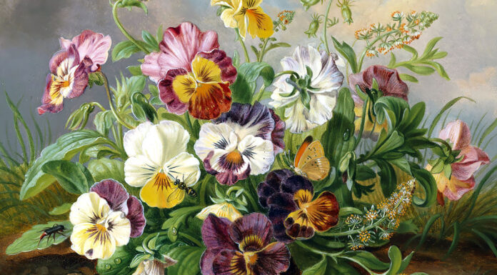 “Viola” di Franz Schubert Stiefmütterchen. Anton Mollis