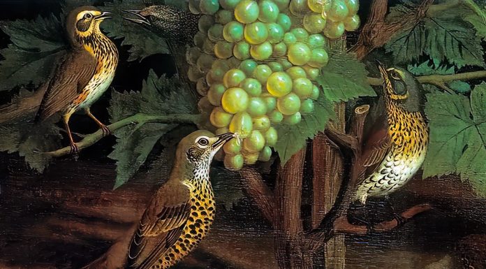 “The Cuckoo and the Nightingale” di George Frideric Händel “Birds peacking a grapes”. Anonimous, 17th century