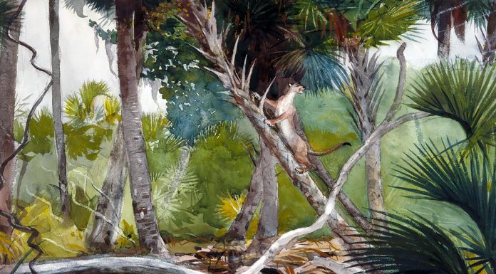 “L’uomo di fuoco” di Emilio Salgari In the jungle, Florida, Winslow Homer (1904)