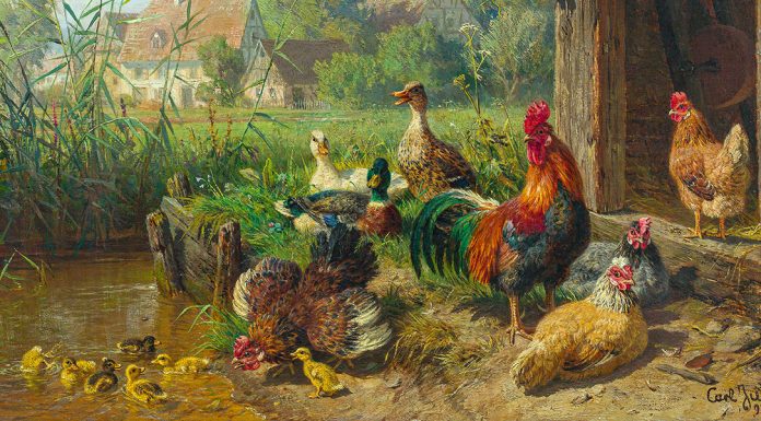 “Memorie di un pulcino, seguite da Come andò a finire il pulcino” di Ida Baccini “Chicken and Ducks beside the pond”. Carl Jutz