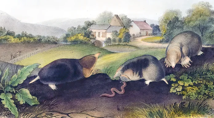 “Gli ausiliari” di Jean Henri Fabre Common American Shrew Mole-Male and Female by John Joseph Audubon