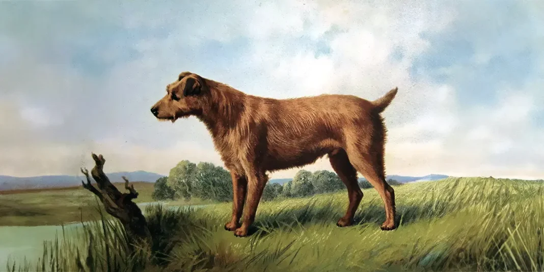 IRISH TERRIER. Vero Shaw’s The Illustrated Book of the Dog (1881)