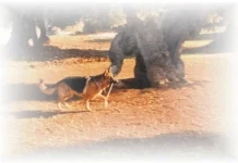 Archery-Dog ArcheryDog by FF