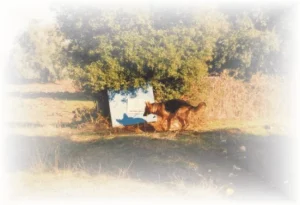 Archery-Dog by FF